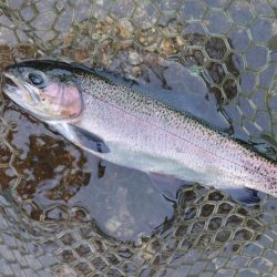 ルアー＆フライで楽しめました